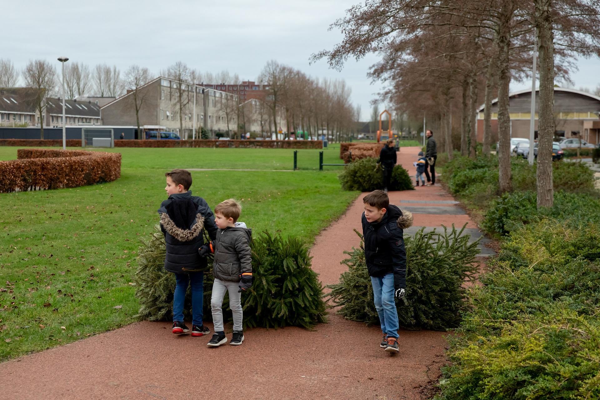 Kinderen verzamelen kerstbomen voor de kerstbomenactie